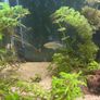 6 congo tetras Image 4