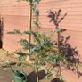 Acacia Baileyana (Cootamundra Wattle / Golden Mimosa) Image 4