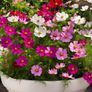 (C) Cosmos Sensation Picotee seeds 0.4g (approx. 30 seeds) (413935) Image 4