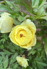 Tree Peony Yellow