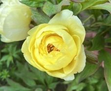 Tree Peony Yellow