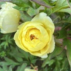 Tree Peony Yellow