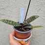 Paphiopedilum Vinicolor Schwarze Madonna callosum Vinicolor, Rare Slipper Orchid Image 3