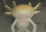 Axolotls