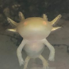 Axolotls