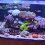 Marine Tank Image 10