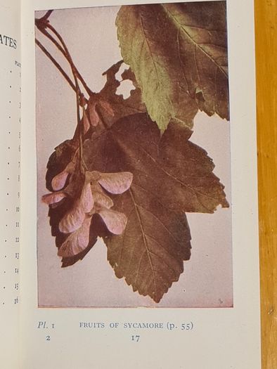 .The Observers Book Of TRRES & shrubs Of The British ISLES. 240 PAGES POCKET SIZE.