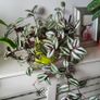 Trailing Tradescantia Zebrina. House plant. Image 3