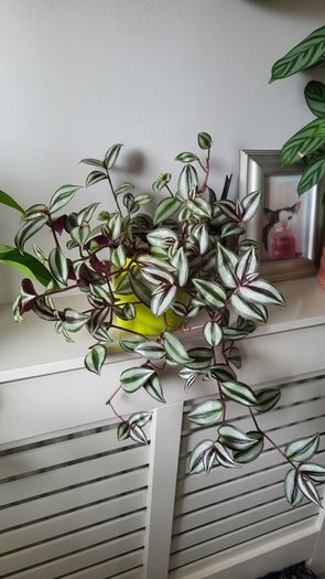 Trailing Tradescantia Zebrina. House plant.