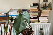 monstera