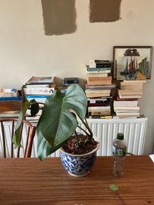 monstera