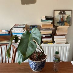 monstera