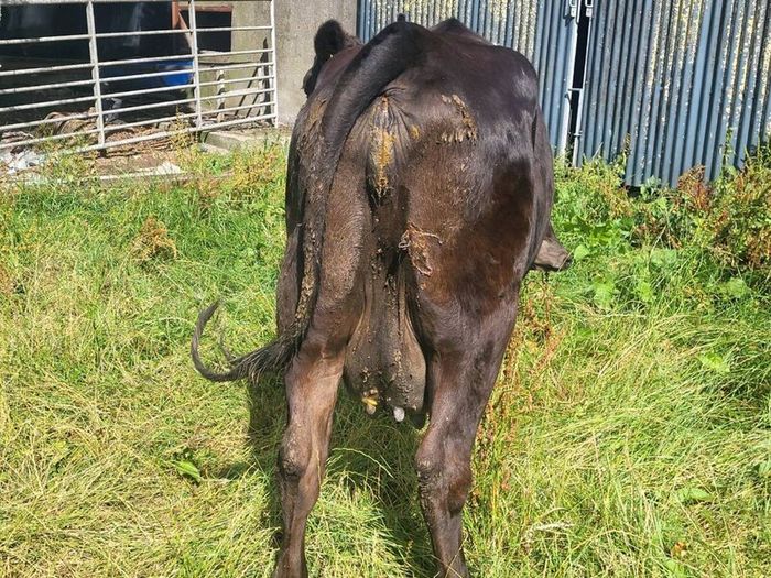 Aa Heifer With Bull Calf At Foot
