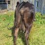 Aa Heifer With Bull Calf At Foot Image 7