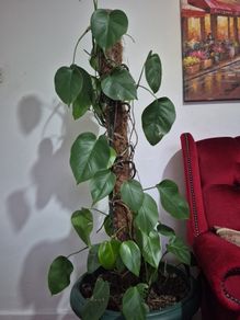 plant in pot