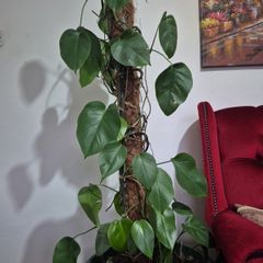 plant in pot