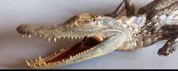 Crocodile taxidermy