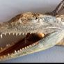 Crocodile taxidermy Image 5