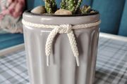 Cactus Plant in Pot
