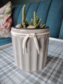 Cactus Plant in Pot