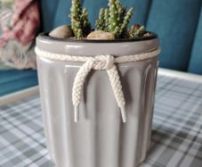 Cactus Plant in Pot