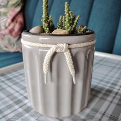 Cactus Plant in Pot