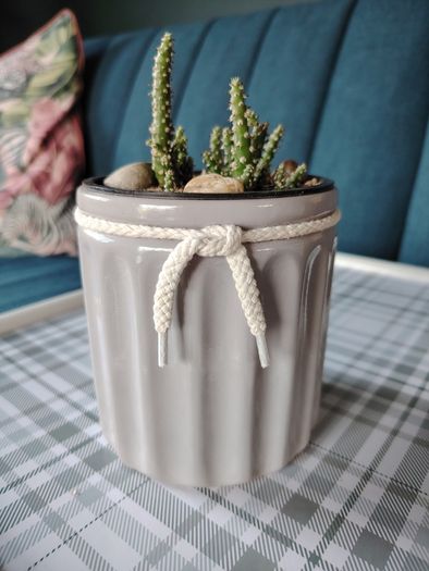 Cactus Plant in Pot