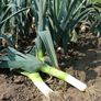 (L) Leek Lancelot seeds 0.4g (125074) Image 2