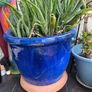 plant Image 2