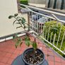 garden Image 10