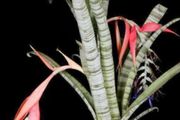 Billbergia Brasiliensis seeds
