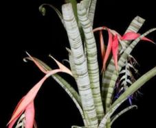 Billbergia Brasiliensis seeds