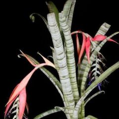 Billbergia Brasiliensis seeds