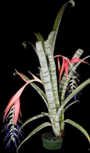 Billbergia Brasiliensis seeds