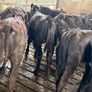 Aberdeen Angus Heifers Image 9