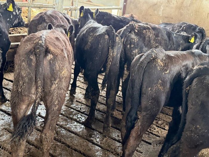 Aberdeen Angus Heifers