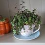 Callisia repens.House plant Image 7