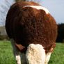 2 Serious Quality Simmental Bulls For Sale Image 5