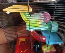 Hamster cage