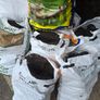 Bags of turf Image 2