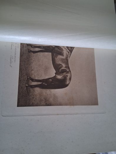 Book  Of Thoroghbred Sires.