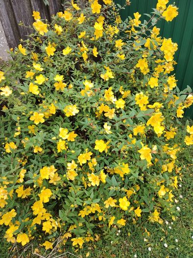 Plant
