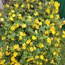 Hypericum Hidcote Image 5