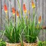 (T) Tritoma Red Hot Poker Seeds 0.3g (883737) Image 4