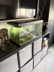 60 Litre Fish Tank with Fish
