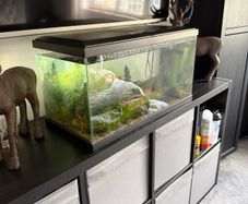 60 Litre Fish Tank with Fish