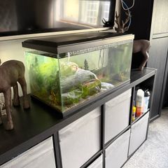 60 Litre Fish Tank with Fish