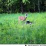 Mini Trail Camera Wildlife Cameras 20MP 1080P Forest Animal Cam Photo Trap Surveillance Tracking Image 5