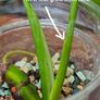 No.6 Monstera Green on Green Image 8