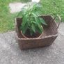 Plant basket Image 3
